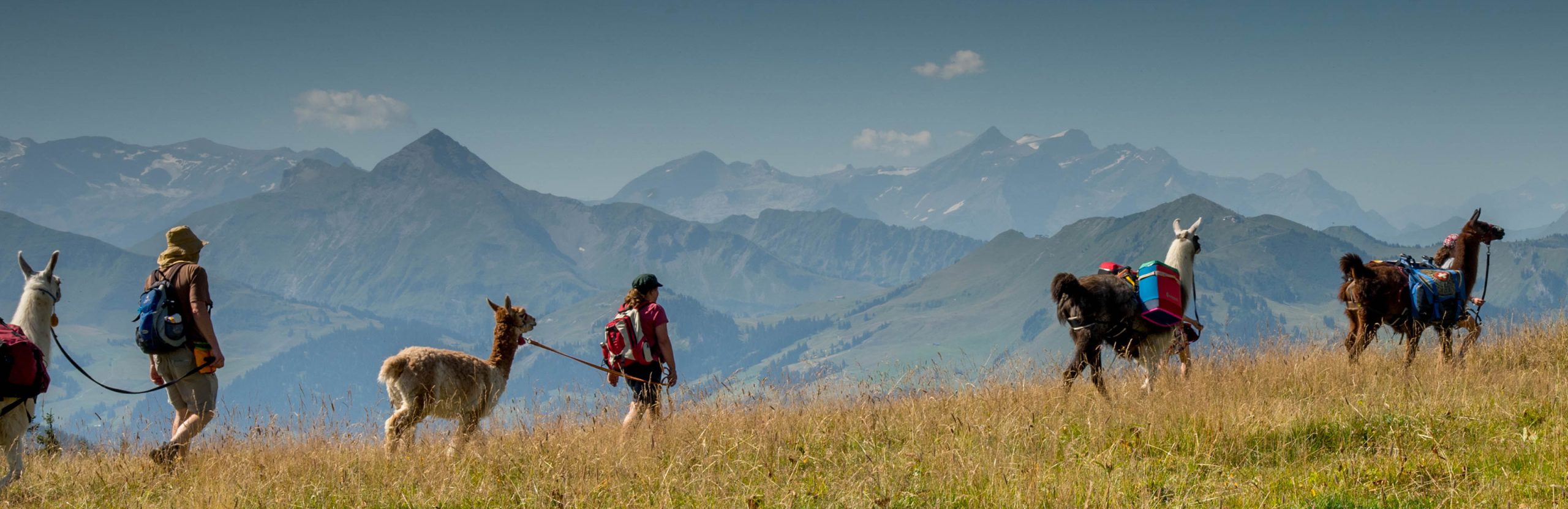 Gagne un trekking aventureux en lama avec hébergement pour toute la famille