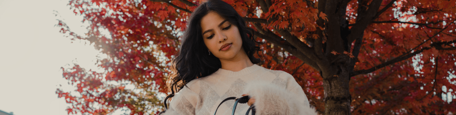 banner chicoree franz