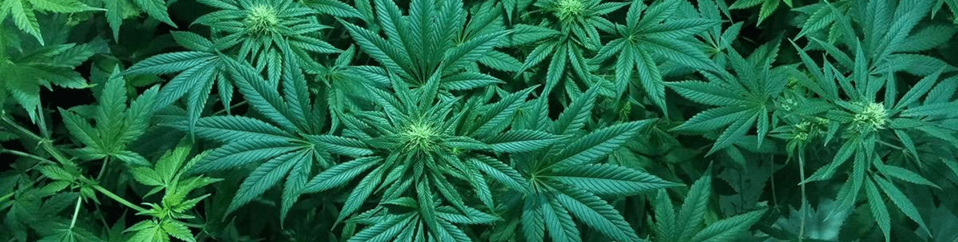 cbd med blog banner fr